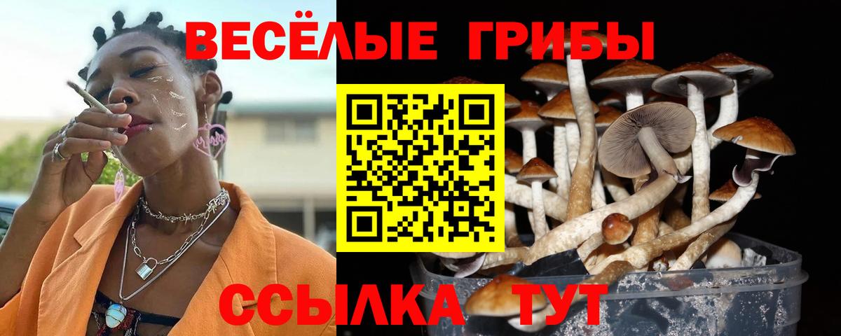 Галлюциногенные грибы Psilocybe  Вход с VPN  Галлюциногенные грибы MAGIC MUSHROOMS  Чернушка 